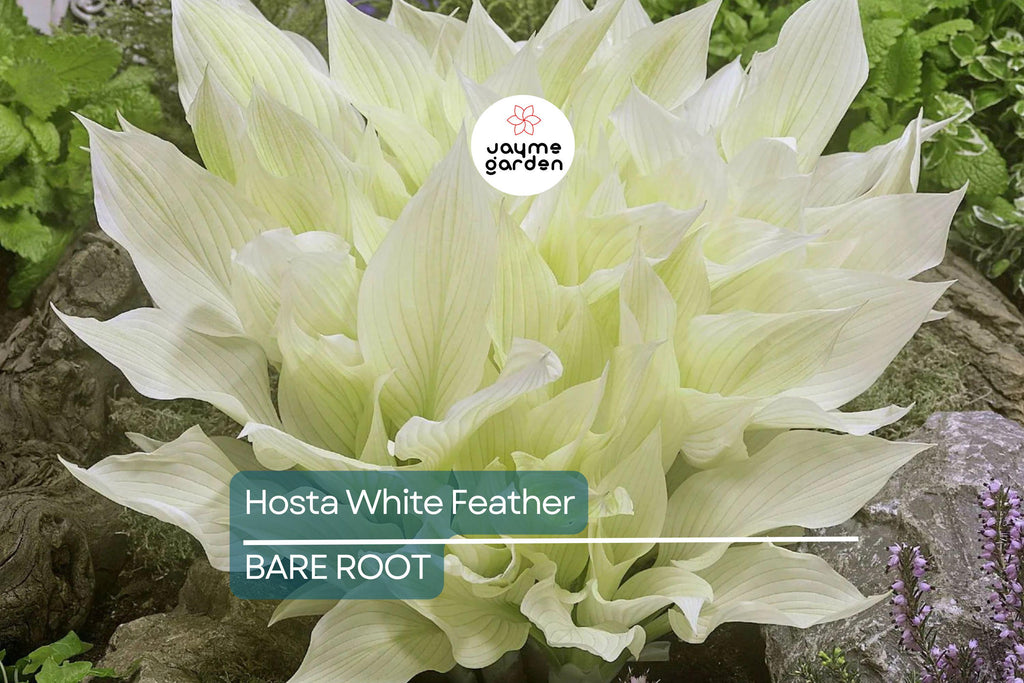 Rare White Feather Hosta | Live Bare Root Perennial | Shade-Loving Plant | Unique White Foliage | Cold Hardy | USDA Zones 3-9