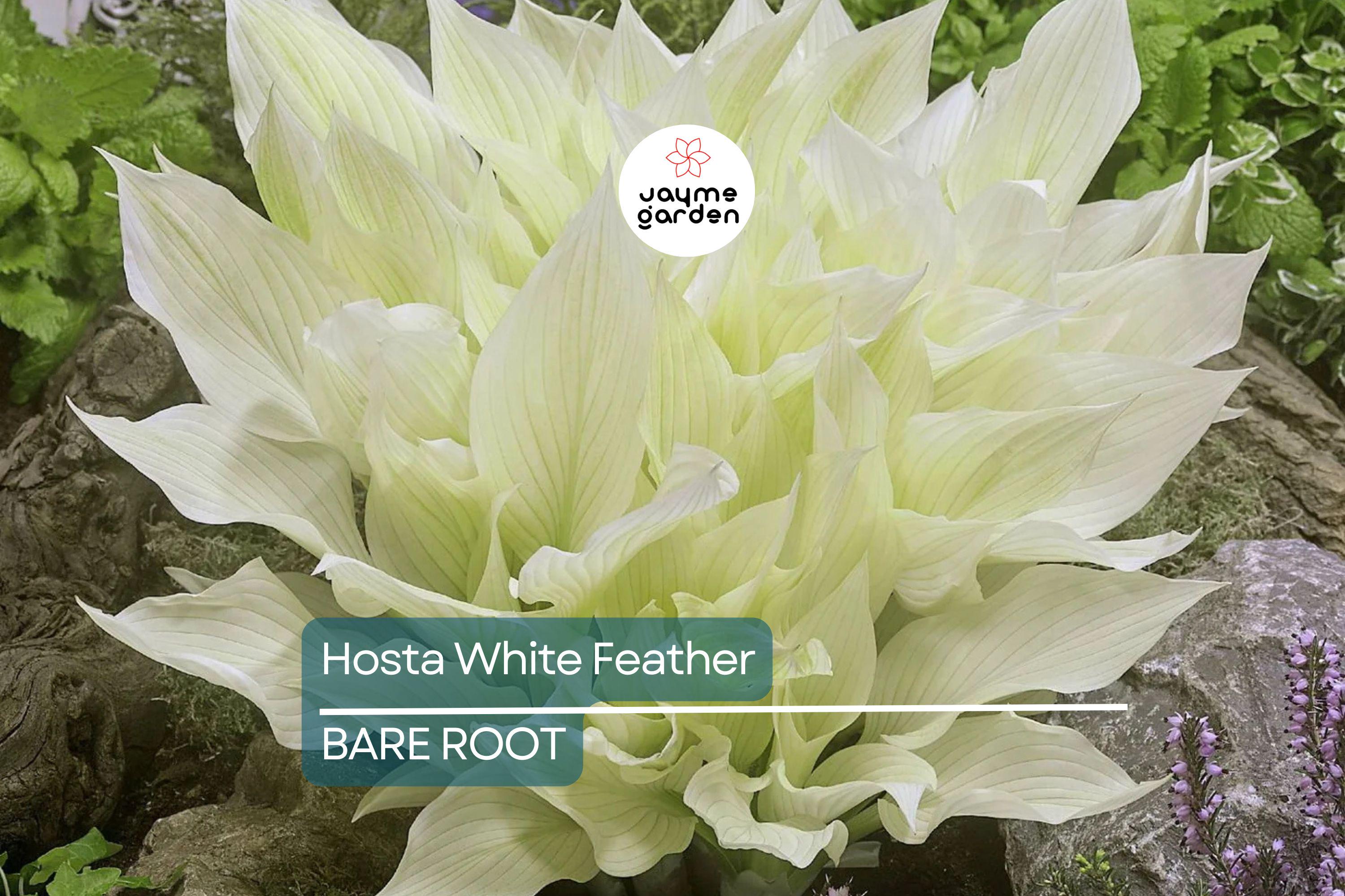 Rare White Feather Hosta | Live Bare Root Perennial | Shade-Loving Plant | Unique White Foliage | Cold Hardy | USDA Zones 3-9