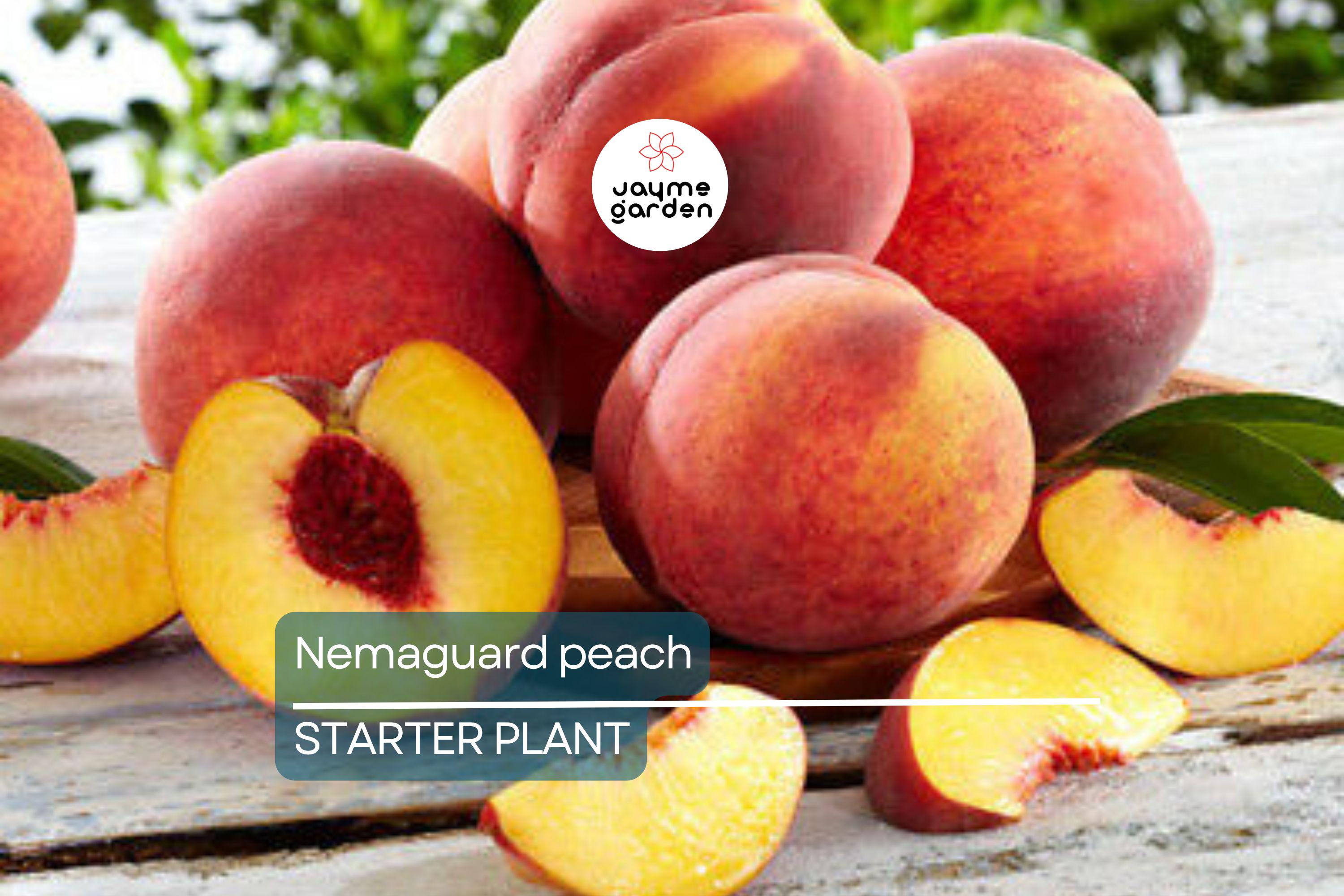 Nemaguard Peach Starter Plant (6-8 Inches Tall) | Live Healthy Seedling | Deciduous Tree | Easy to Grow | Great for Landscaping
