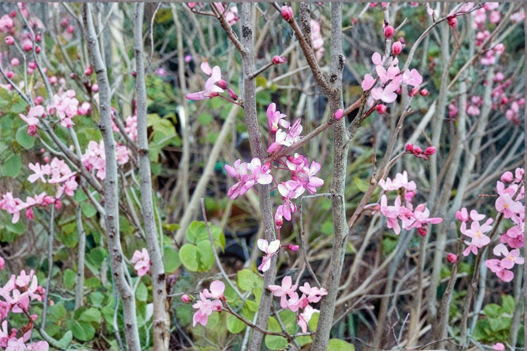 Giant Redbud – Cercis gigantea 10 Seeds | Rare Redbud Species | Large Heart-Shaped Leaves | Ornamental Flowering Tree