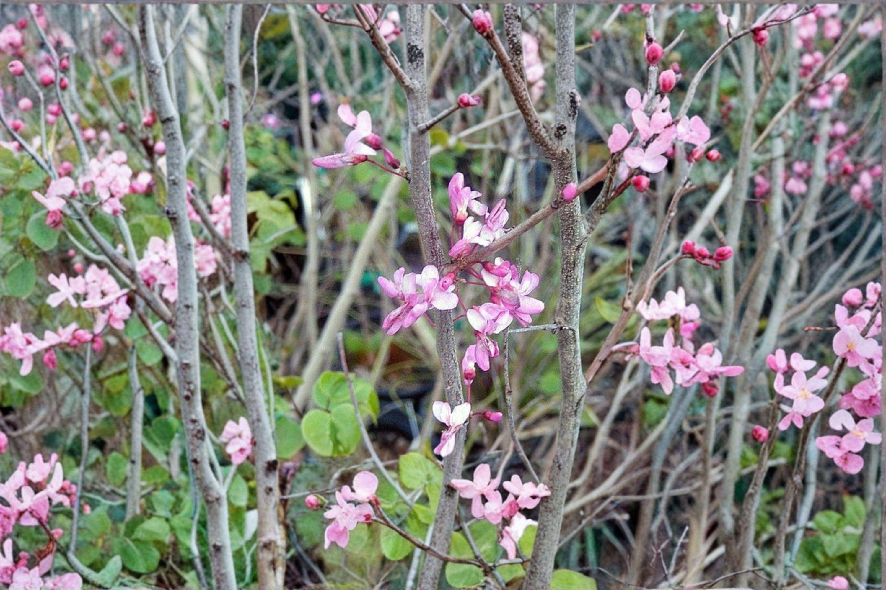 Giant Redbud – Cercis gigantea 10 Seeds | Rare Redbud Species | Large Heart-Shaped Leaves | Ornamental Flowering Tree