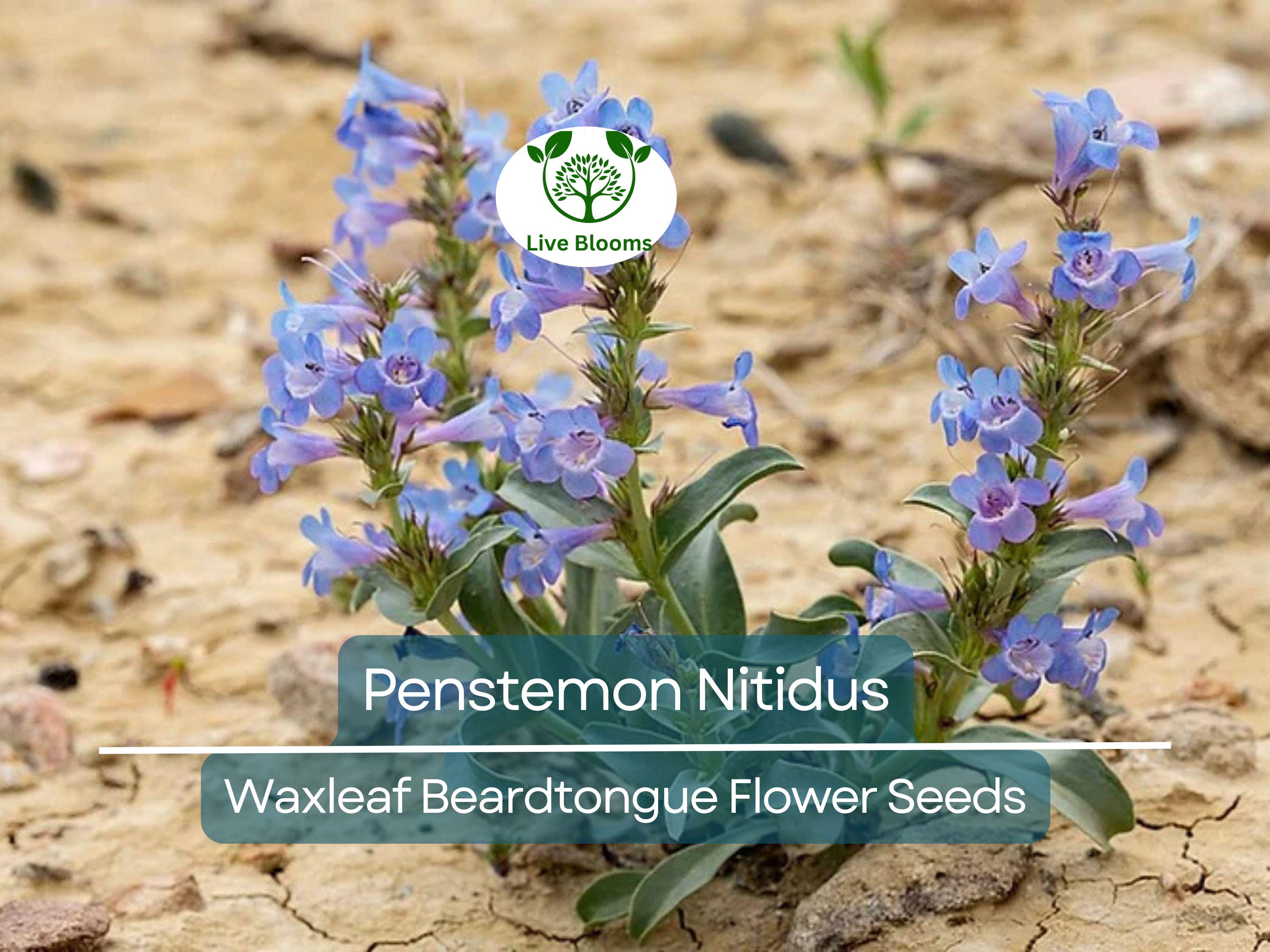 100 mg Seeds Penstemon Nitidus (Waxleaf Beardtongue) for Planting | Drought-Tolerant Perennial Wildflower for Gardens & Pollinator Habitats