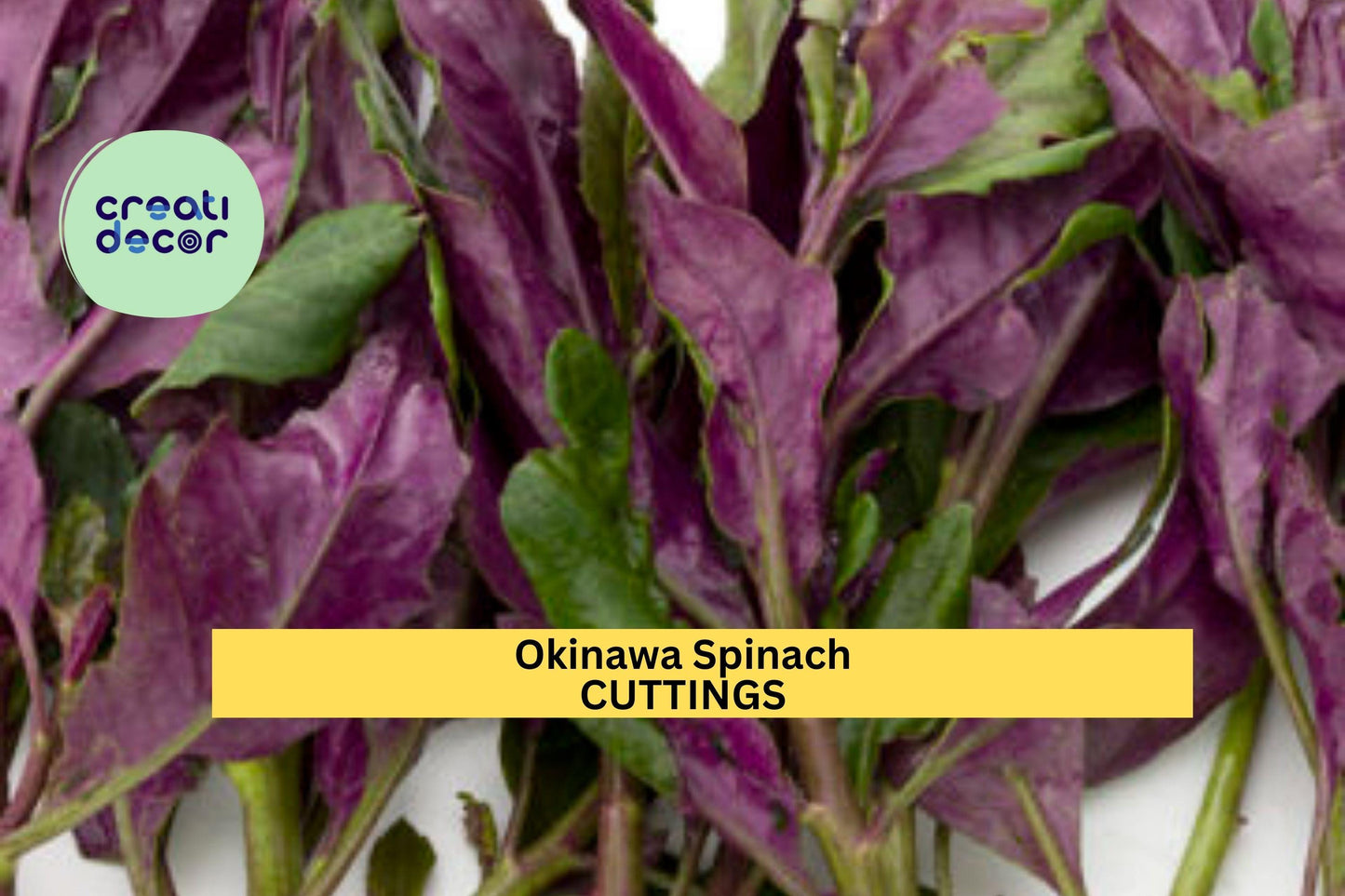 12 Okinawa Spinach Cuttings | Gynura Bicolor Starter Plants | Fresh 5–6" Unrooted Cuttings | Edible Perennial Green USA