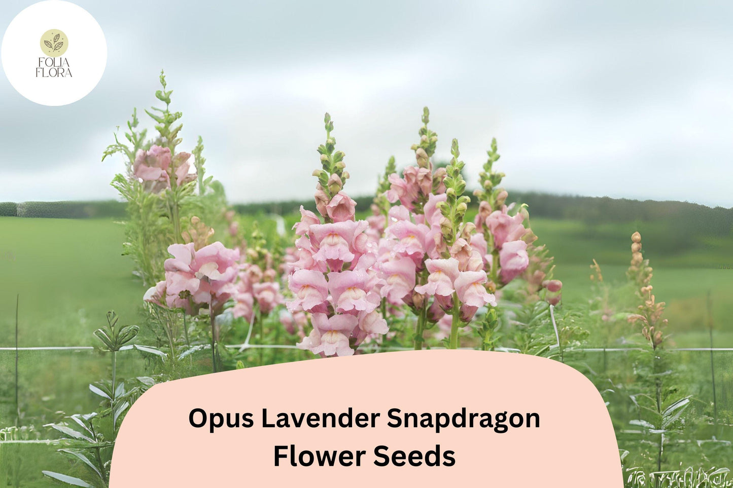 Antirrhinum majus Opus Lavender Snapdragon Seeds – 1000+ Soft Purple Blooms for Garden & Cut Flowers