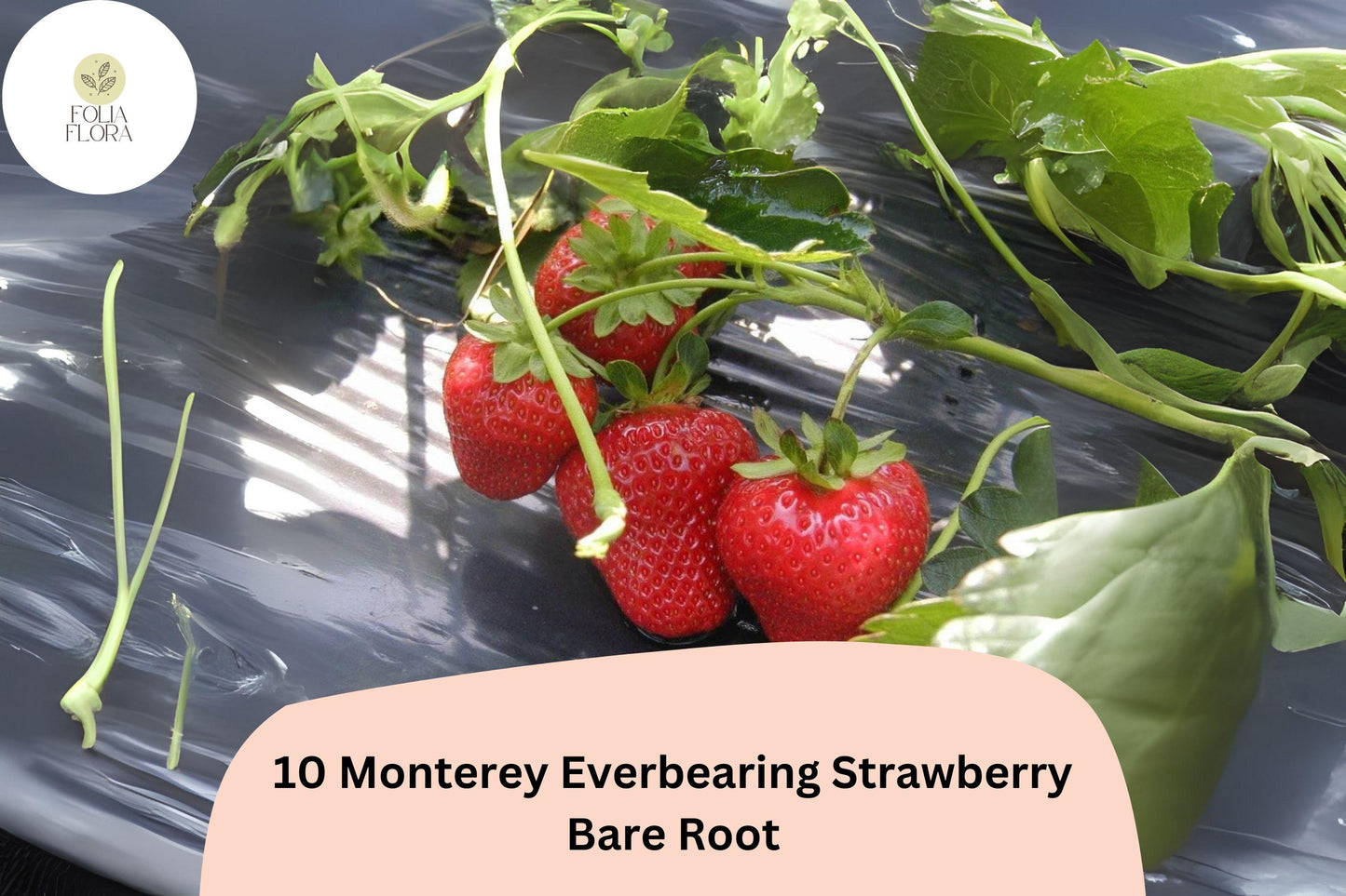 10 Monterey Strawberry Plants | Live Bare Root Everbearing | NON-GMO Fragaria × ananassa Garden Fruit