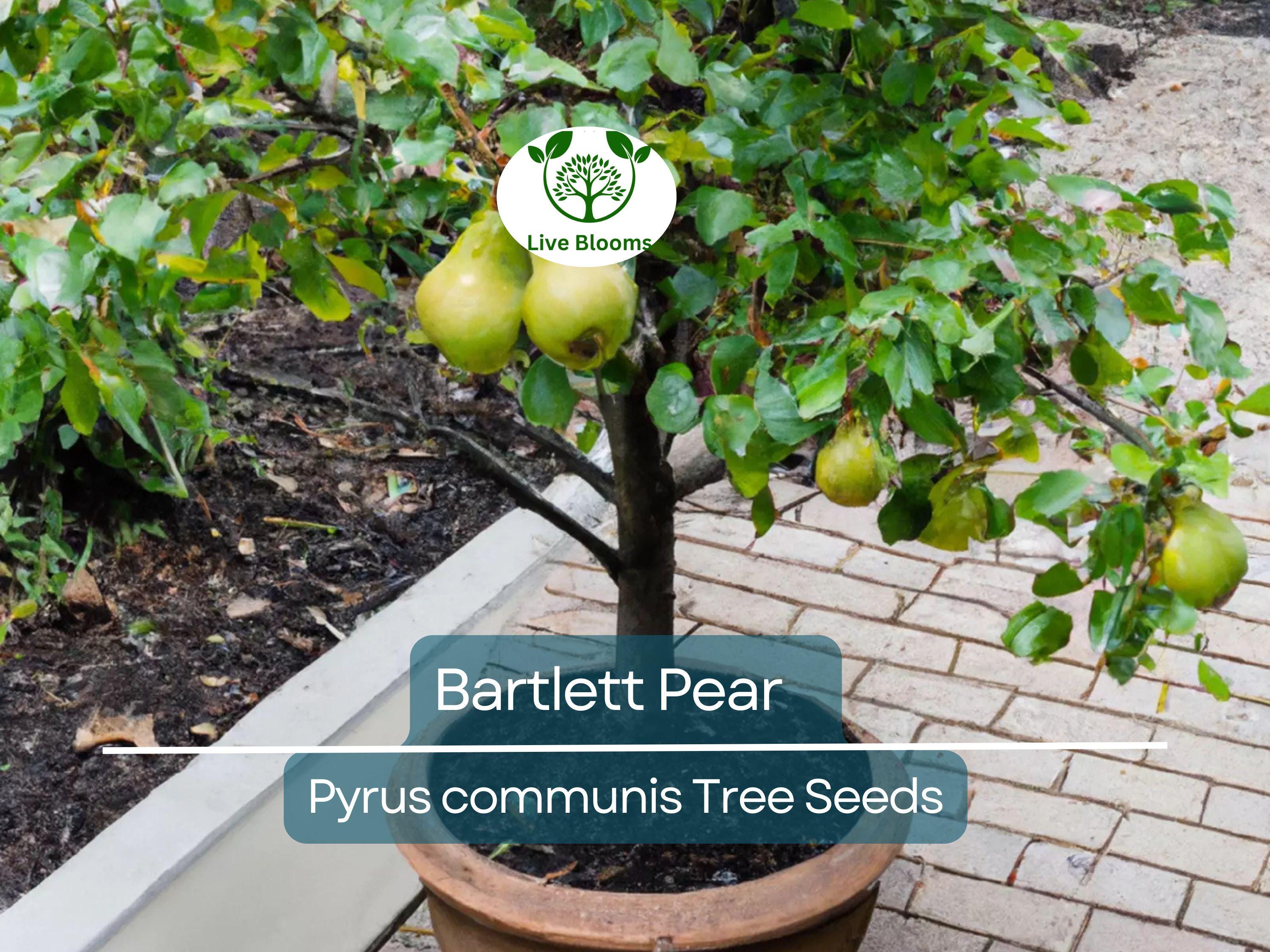 10 Bartlett Pear Tree Seeds (Pyrus communis) | Sweet Edible Pears | Grow Your Own Delicious Pear Tree, Perfect for Fruit Gardens & Orchards