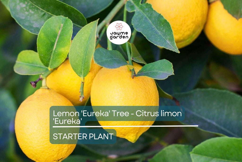 Lemon 'Eureka' Tree Seedling | 3–8" Tall | Citrus limon | Free Shipping | Indoor & Outdoor