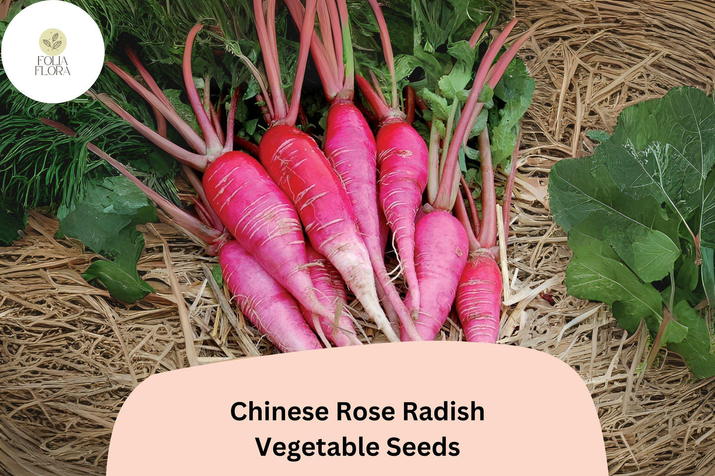 500+ Chinese Rose Radish Seeds – Heirloom Winter Radish Seeds for Garden Planting