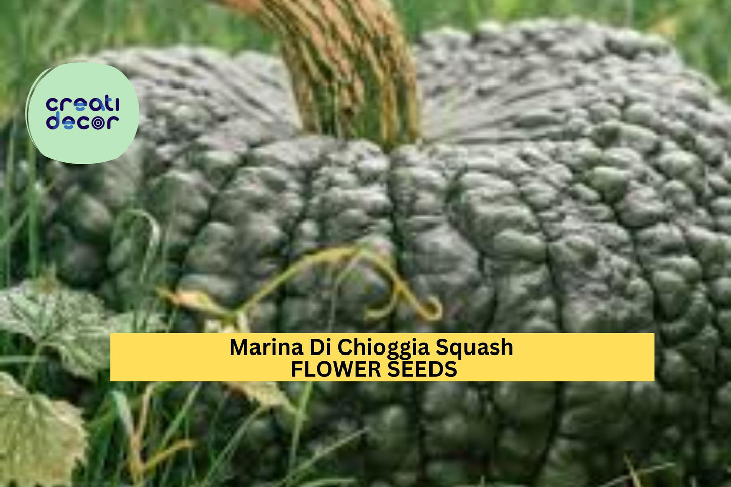 25+ Marina Di Chioggia Squash Seeds – Heirloom Warted Winter Squash for Garden Planting, Sweet & Nutty Flesh for Cooking – USA