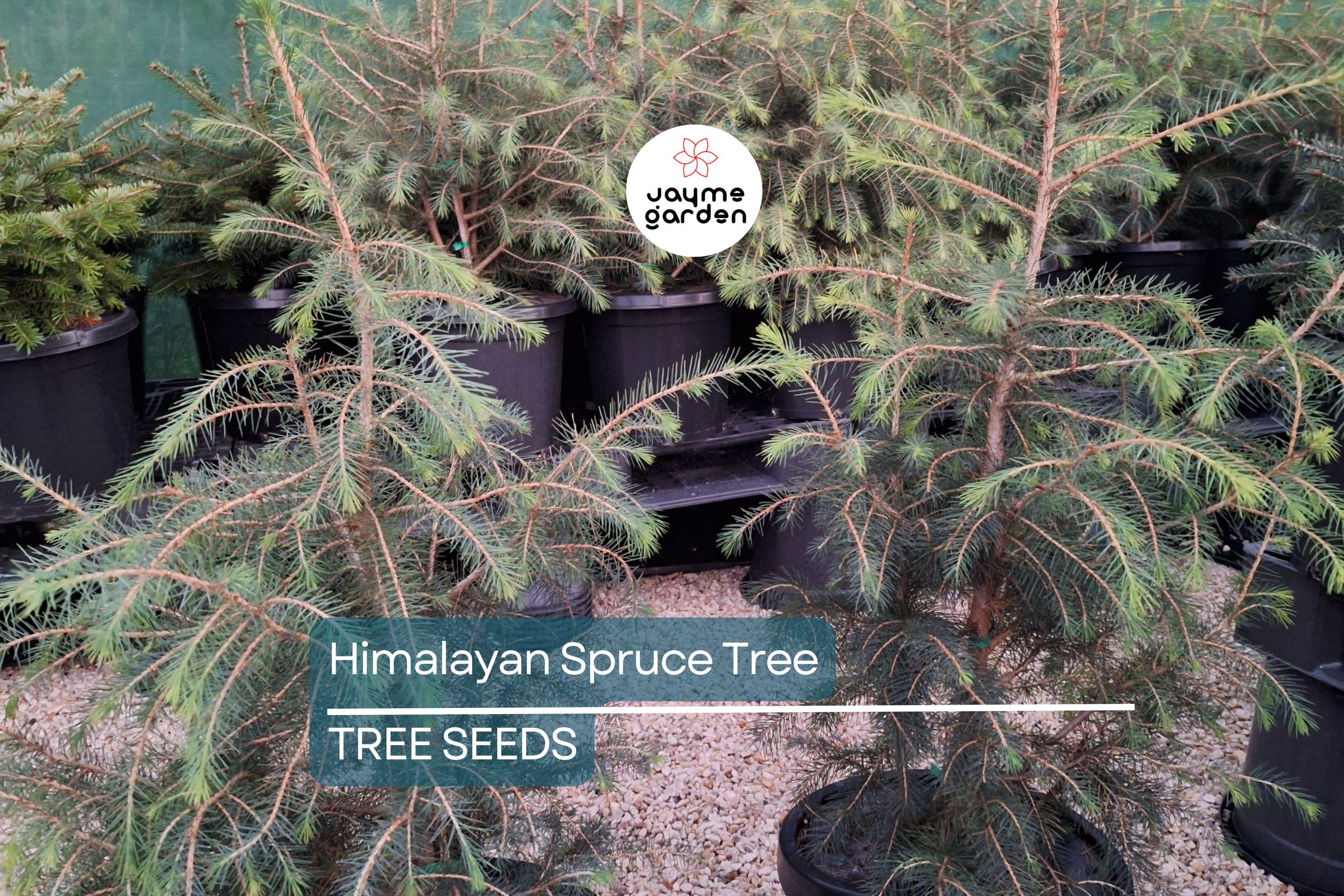 10 Himalayan Spruce Tree Seeds (Picea smithiana) - Weeping Evergreen, Bonsai, 100 Ft Mature Height