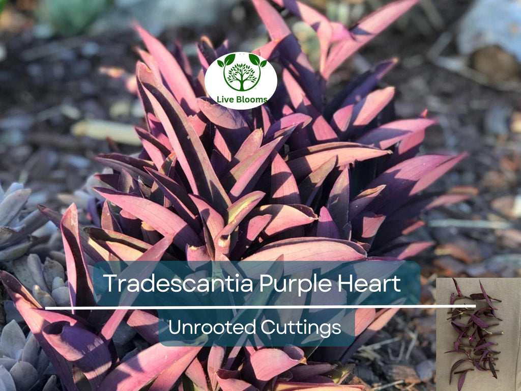 5+ Rare Wandering Jew Burgundy Purple Plant Unrooted Cuttings - Tradescantia Zebrina, Purple Foliage, Easy Propagation, Indoor Garden