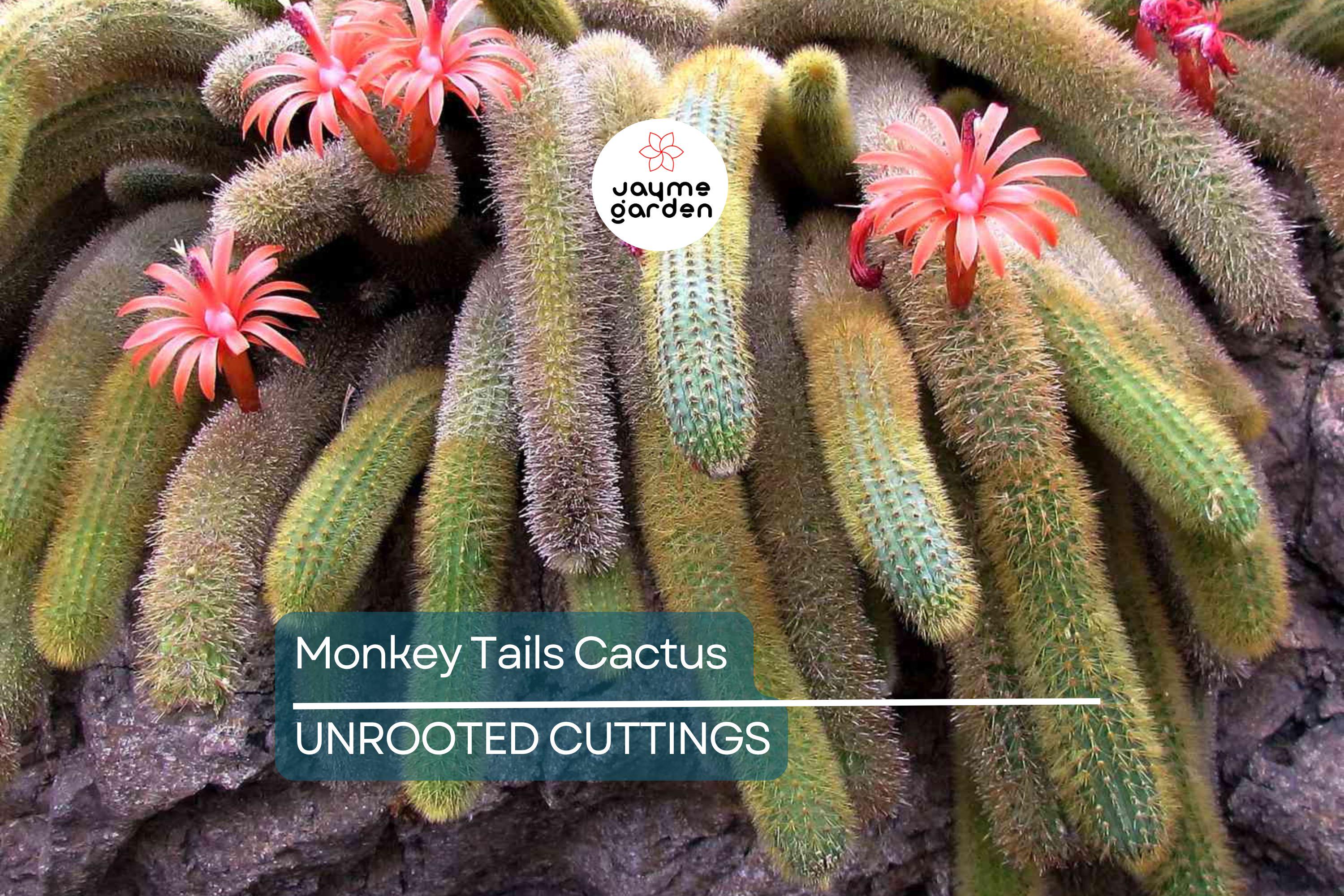 Monkey Tails Cactus 5” Top Cutting – Unique and Rare Cactus for Your Collection