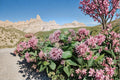 Asclepias speciosa – Showy Milkweed | 15 Seeds | Native Milkweed Wildflower | Monarch Butterfly Host Plant