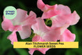 50+ Alan Titchmarsh Sweet Pea Seeds – Fragrant Lavender-Blue Blooms for Garden Planting, Climbing Vines for Trellises – USA