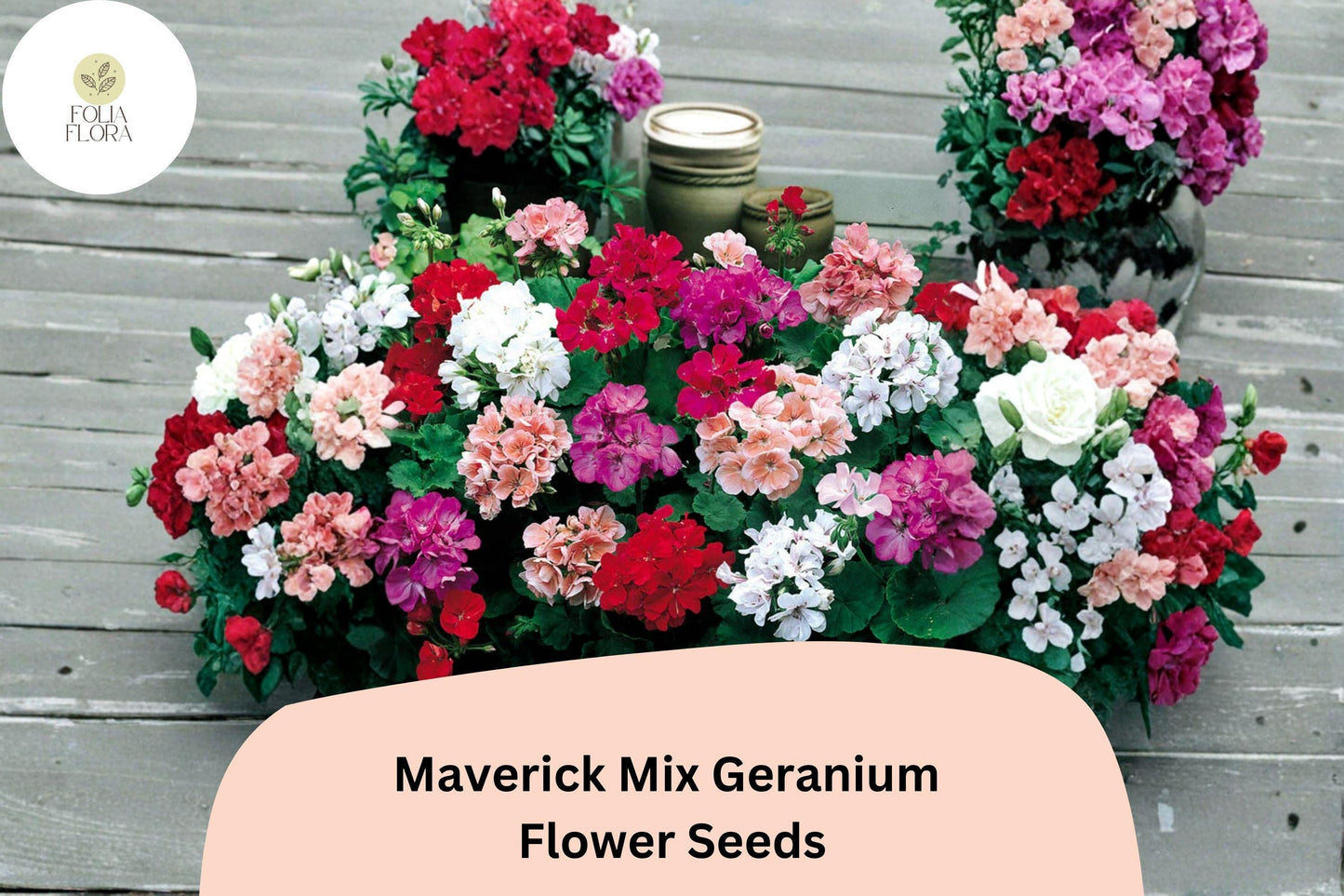 25+ Maverick Mix Geranium Seeds for Garden Planting – Pink, White, Red Flowers, Hardy Perennial