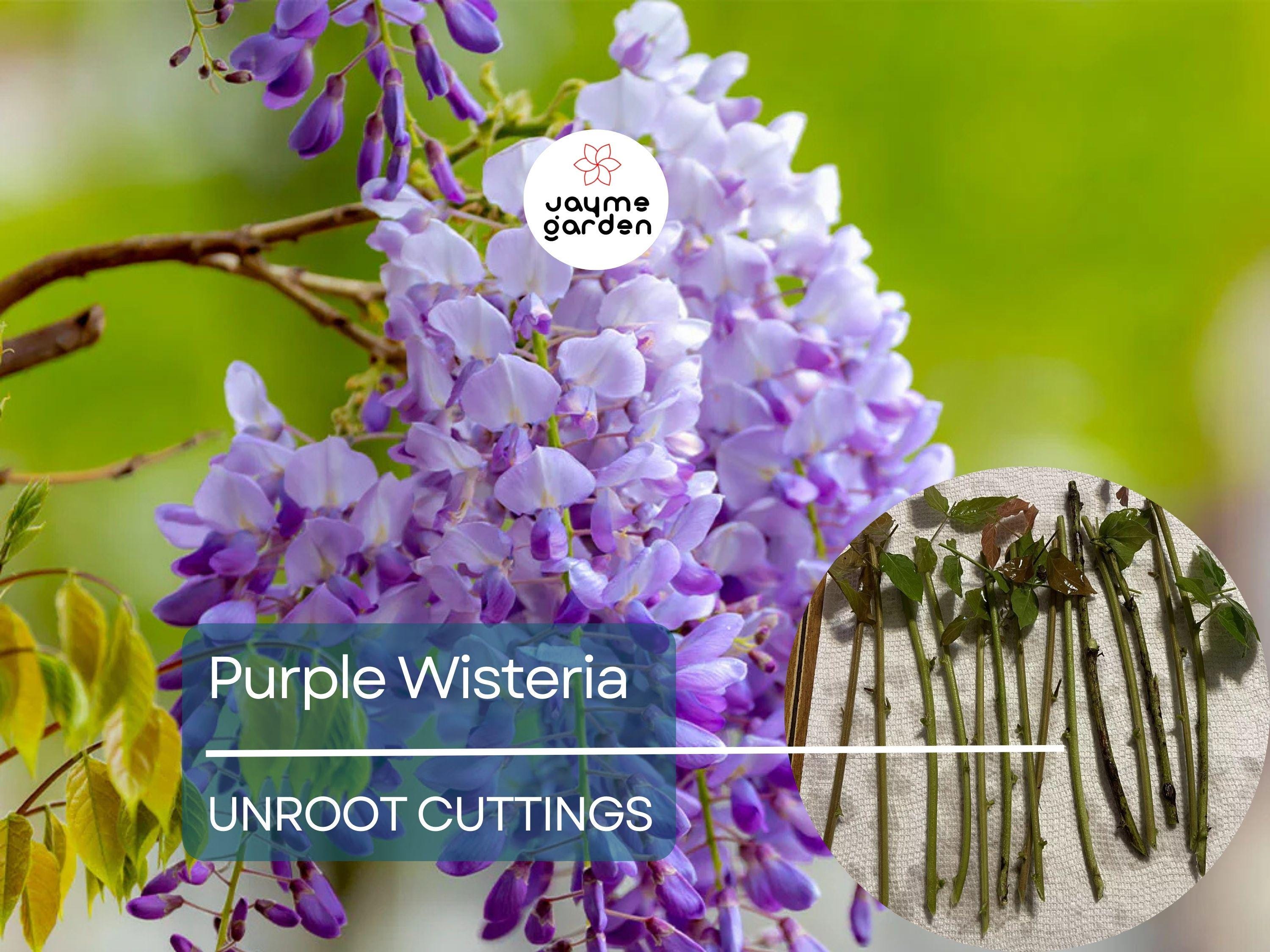 5 Unrooted Purple Wisteria Cuttings - Hardy Climbing Vine with Fragrant Flowers for Trellises, Fences, Gardens, & Outdoor Landscaping