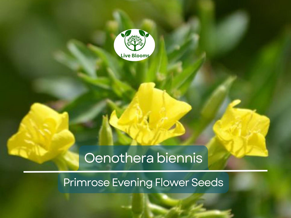 200 Seeds Primrose Evening (Oenothera biennis) Wildflower - Evening Blooming, Hardy Perennial, Attracts Pollinators, Easy to Grow for Garden