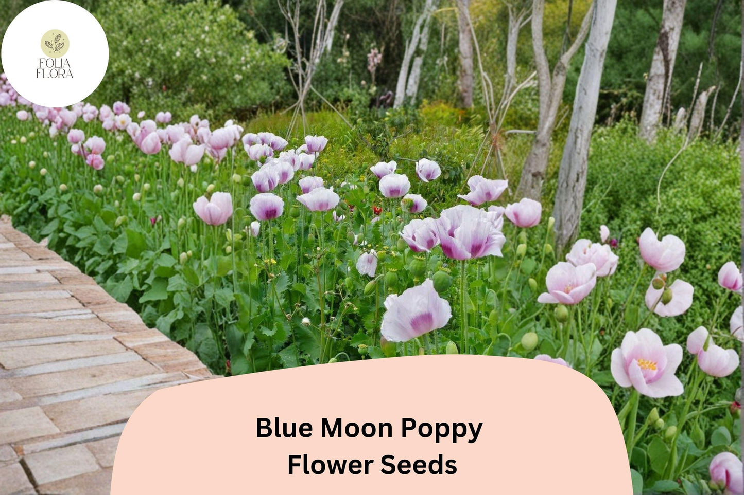 200+ Blue Moon Poppy Seeds | Papaver somniferum | Rare Blue Blooms | Easy Annual Garden Flower Seeds for Beds & Pots