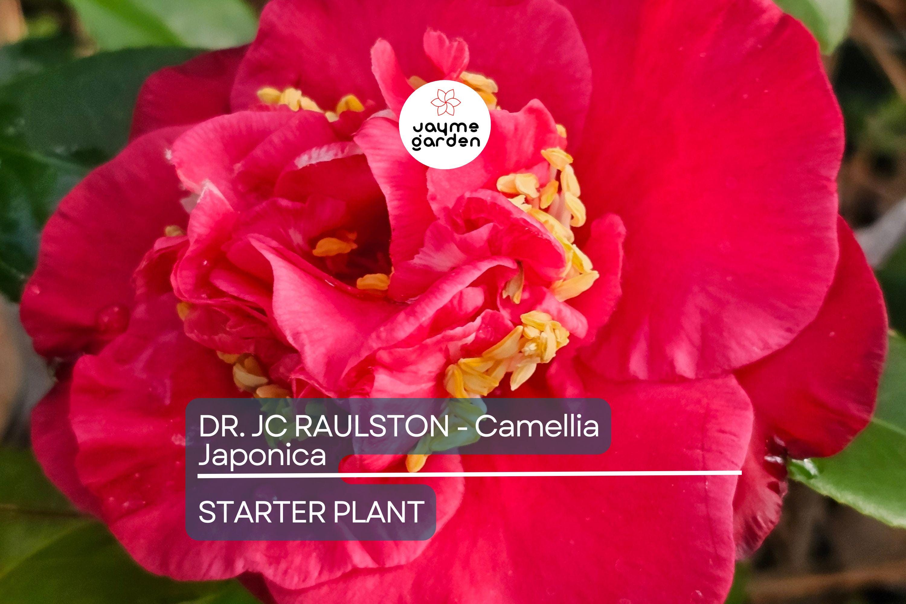 Dr. JC Raulston Camellia Japonica Starter Plant | Rare Red Variety | Live, Well-Rooted Plant | Shade-Loving Ornamental Shrub