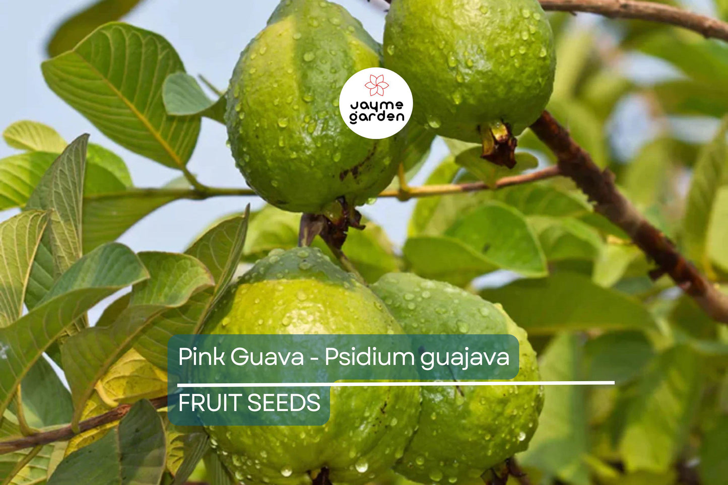 20 Pink Guava Seeds – Psidium guajava, Tropical Fruit Tree, Non-GMO, Free Shipping
