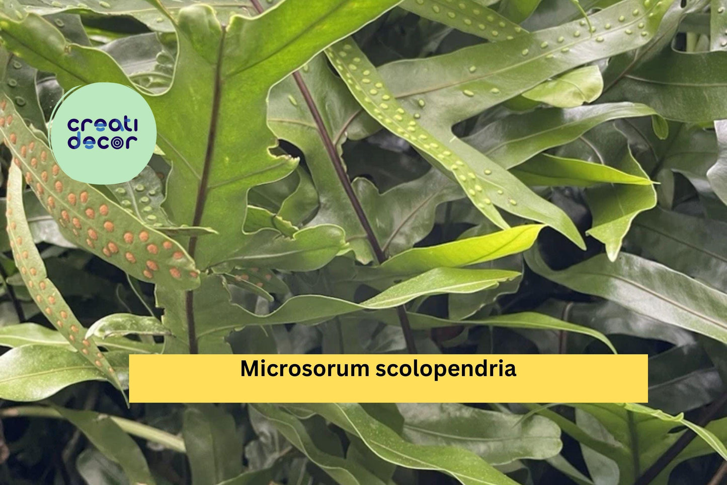 Hawaiian Laua’e Fern Rhizome | Microsorum scolopendria Live Monarch Fern Root | Tropical Plant Starter Hawaii Grown