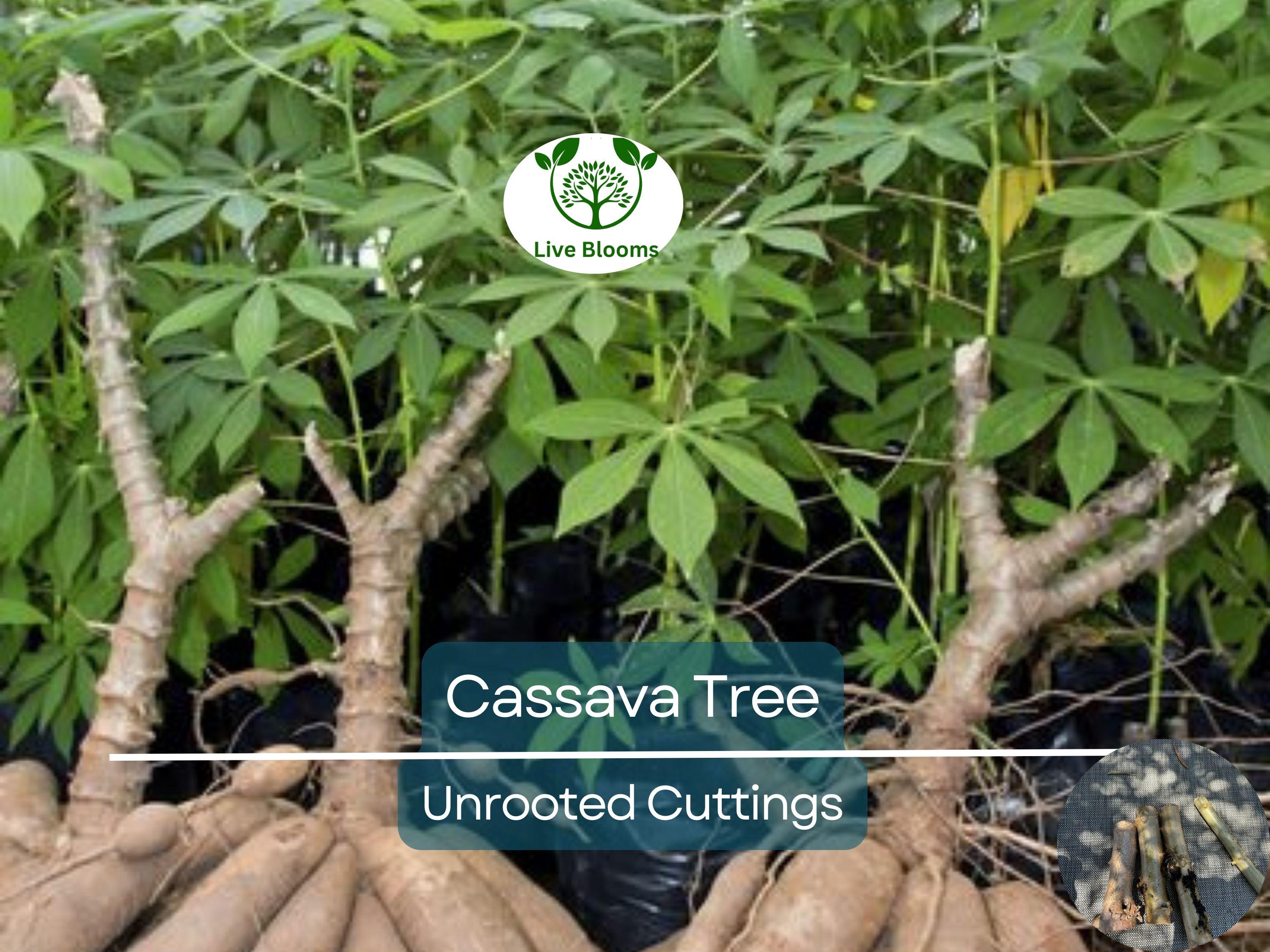 4 Healthy White Cassava Cuttings - Manihot esculenta, Tapioca, Yuca Plant Unrooted Cuttings for Planting - High-Quality Propagation