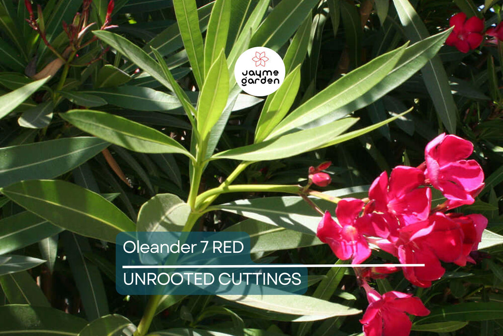 Oleander Red Live Cuttings, 7 Unrooted 6” Plants, Fast-Growing Evergreen Shrub, Vibrant Red Flowers, USDA Zones 8-10