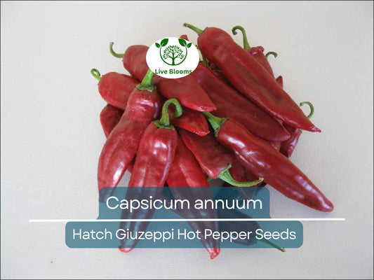 250 mg Seeds Hatch Giuzeppi Hot Pepper – Capsicum annuum | Heirloom Pepper for Planting, Gardening & Flavorful Spicy Harvest