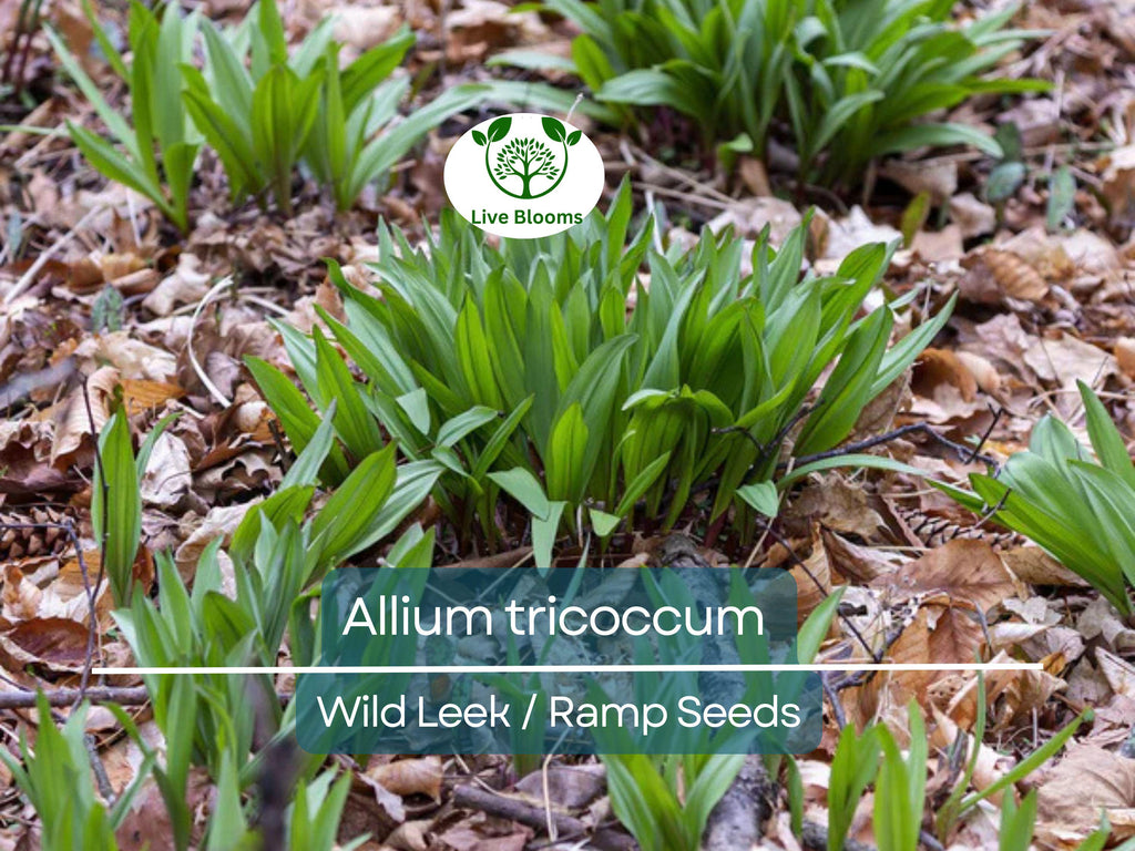 10 Seeds Wild Leek / Ramp Allium tricoccum – Heirloom, Non-GMO, Hardy, Edible Wild Plant, Perfect for Garden, Woodland, and Culinary Use