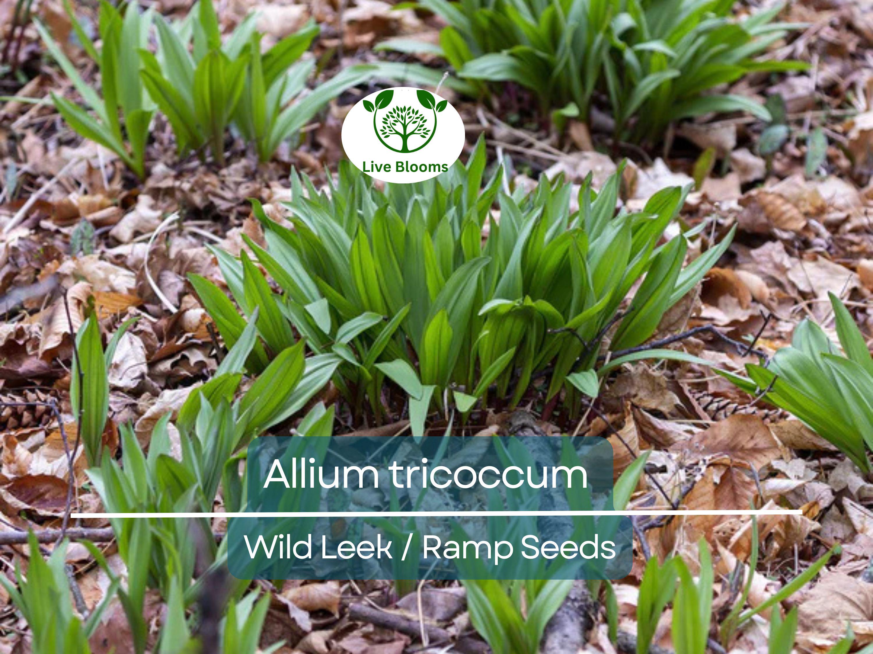 10 Seeds Wild Leek / Ramp Allium tricoccum – Heirloom, Non-GMO, Hardy, Edible Wild Plant, Perfect for Garden, Woodland, and Culinary Use
