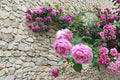 Madame Caroline Testout Rose 3 Cuttings 6-8" Unrooted (Rosa ‘Madame Caroline Testout’) Hybrid Tea Rose