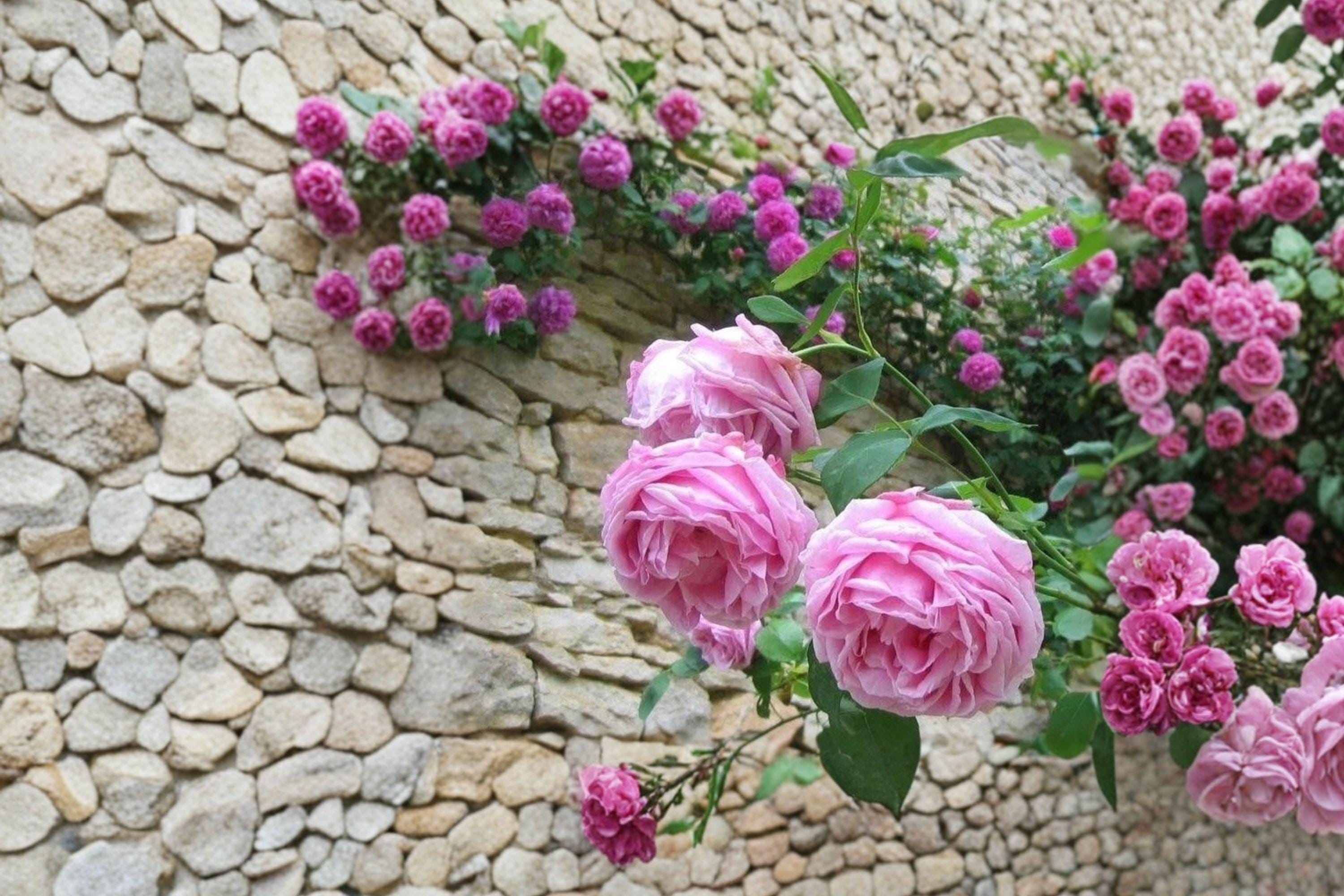 Madame Caroline Testout Rose 3 Cuttings 6-8" Unrooted (Rosa ‘Madame Caroline Testout’) Hybrid Tea Rose