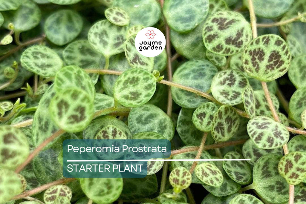 Peperomia Prostrata String of Turtles Starter Plant Prop Cup | Easy Care Live Plant | Terrarium or Houseplant | Gift for Plant Lovers