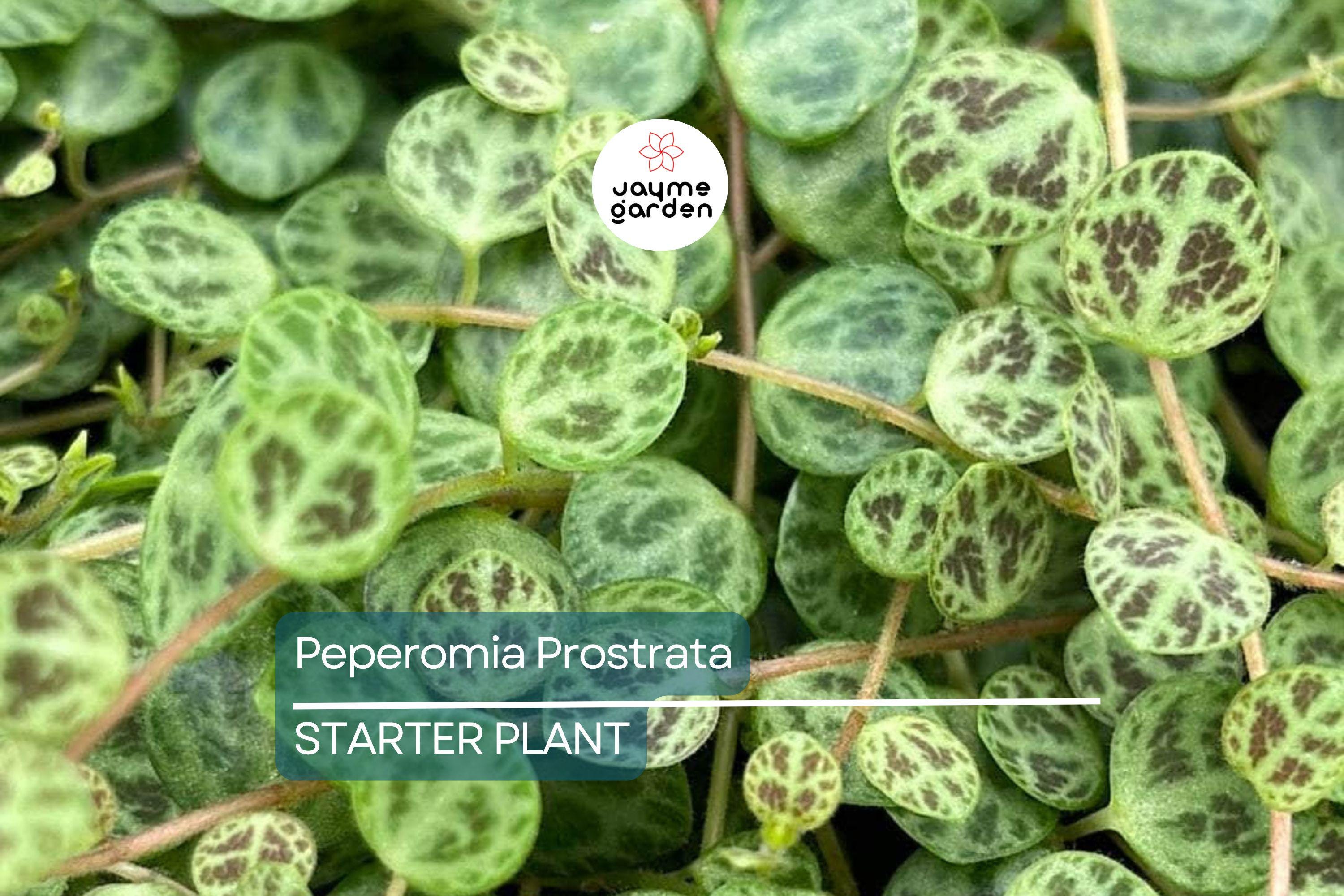Peperomia Prostrata String of Turtles Starter Plant Prop Cup | Easy Care Live Plant | Terrarium or Houseplant | Gift for Plant Lovers
