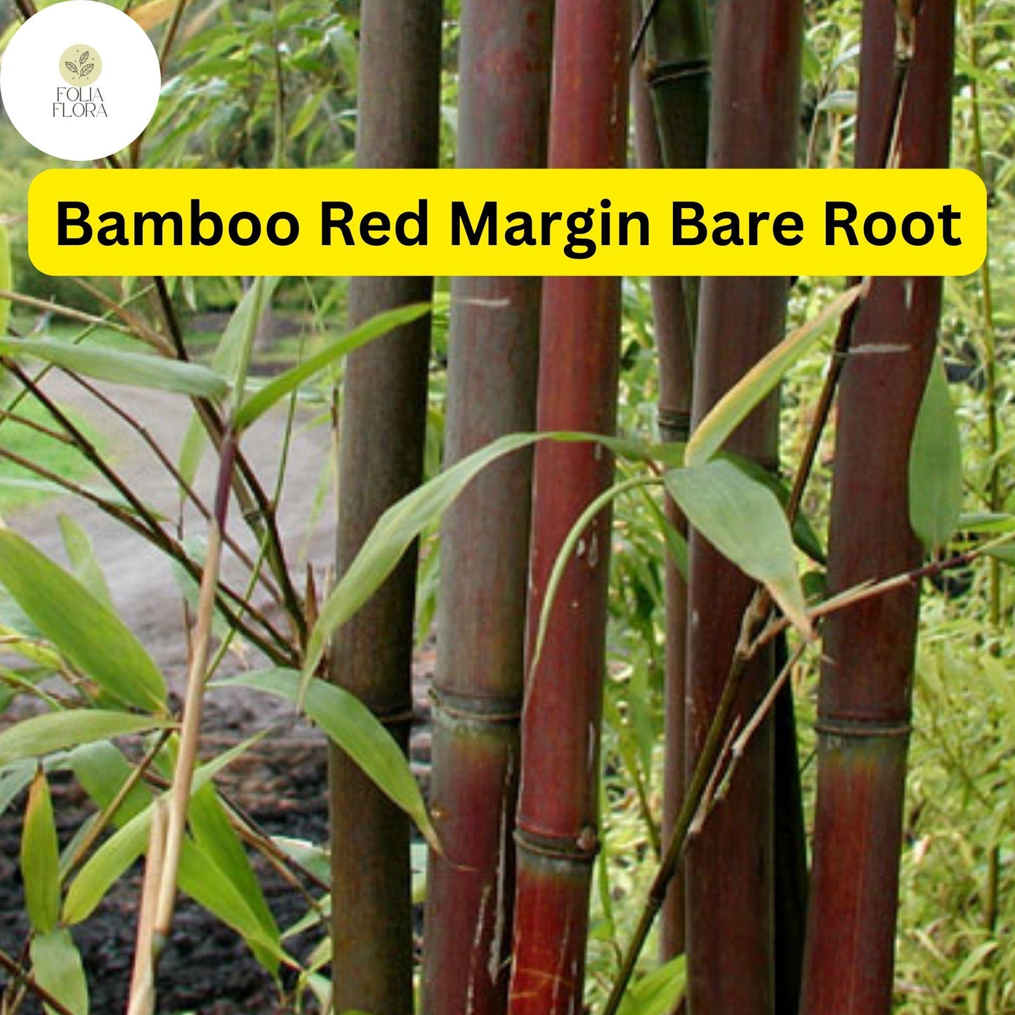 1 Live Bare Root Plant Bamboo Red Margin, Phyllostachys Rubromarginata, Hardy Fast-Growing Bamboo
