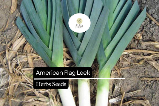 200 American Flag Leek Seeds – Allium ampeloprasum – Heirloom, Cold-Hardy, Perfect for Soups