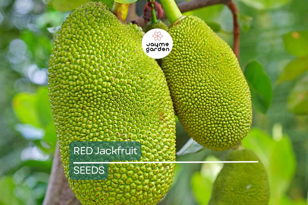 10 Fresh Red Jackfruit Seeds - Tropical Jack Fruit Tree Seeds - High Germination Rate, Ready to Grow