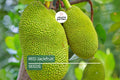 10 Fresh Red Jackfruit Seeds - Tropical Jack Fruit Tree Seeds - High Germination Rate, Ready to Grow