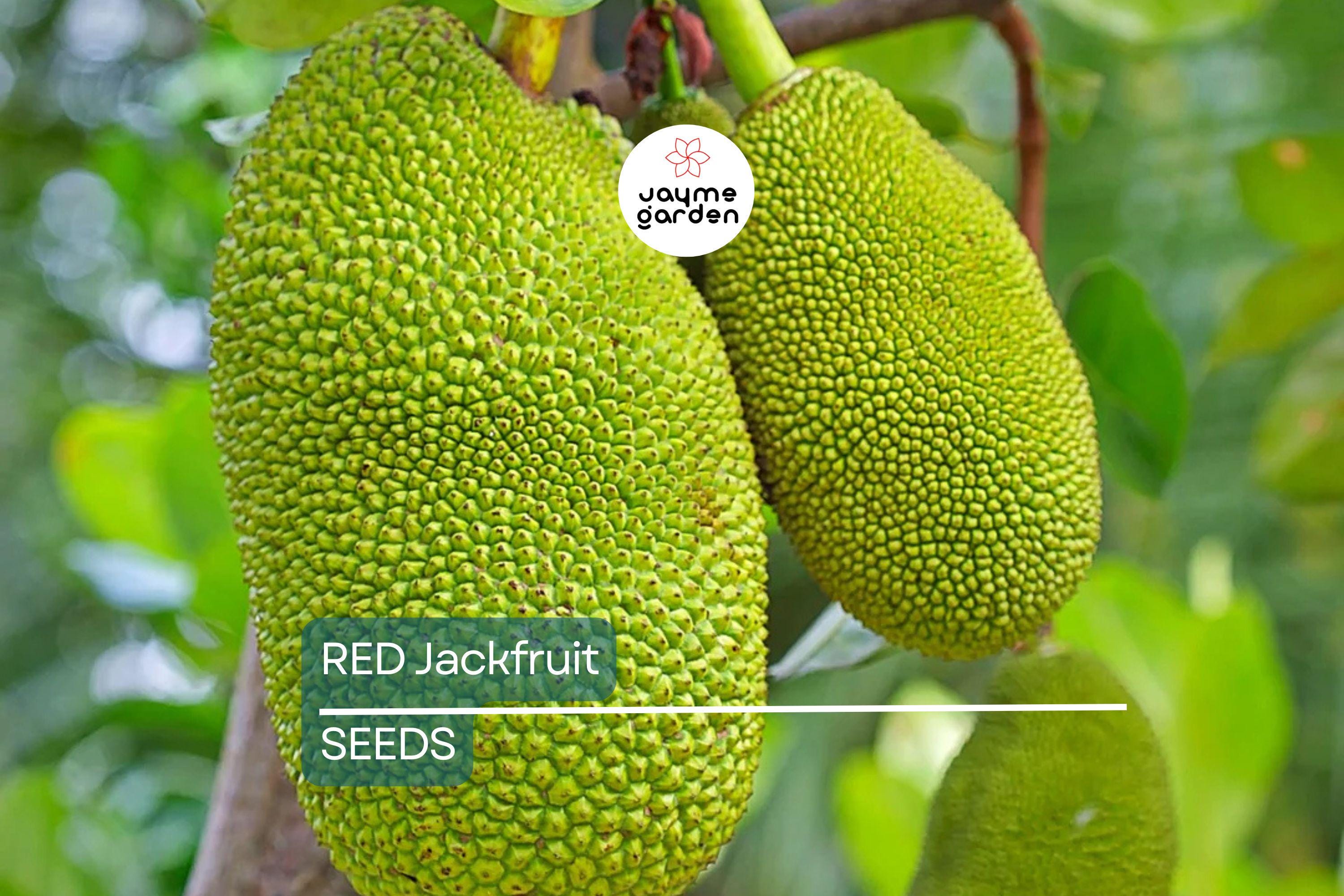 10 Fresh Red Jackfruit Seeds - Tropical Jack Fruit Tree Seeds - High Germination Rate, Ready to Grow