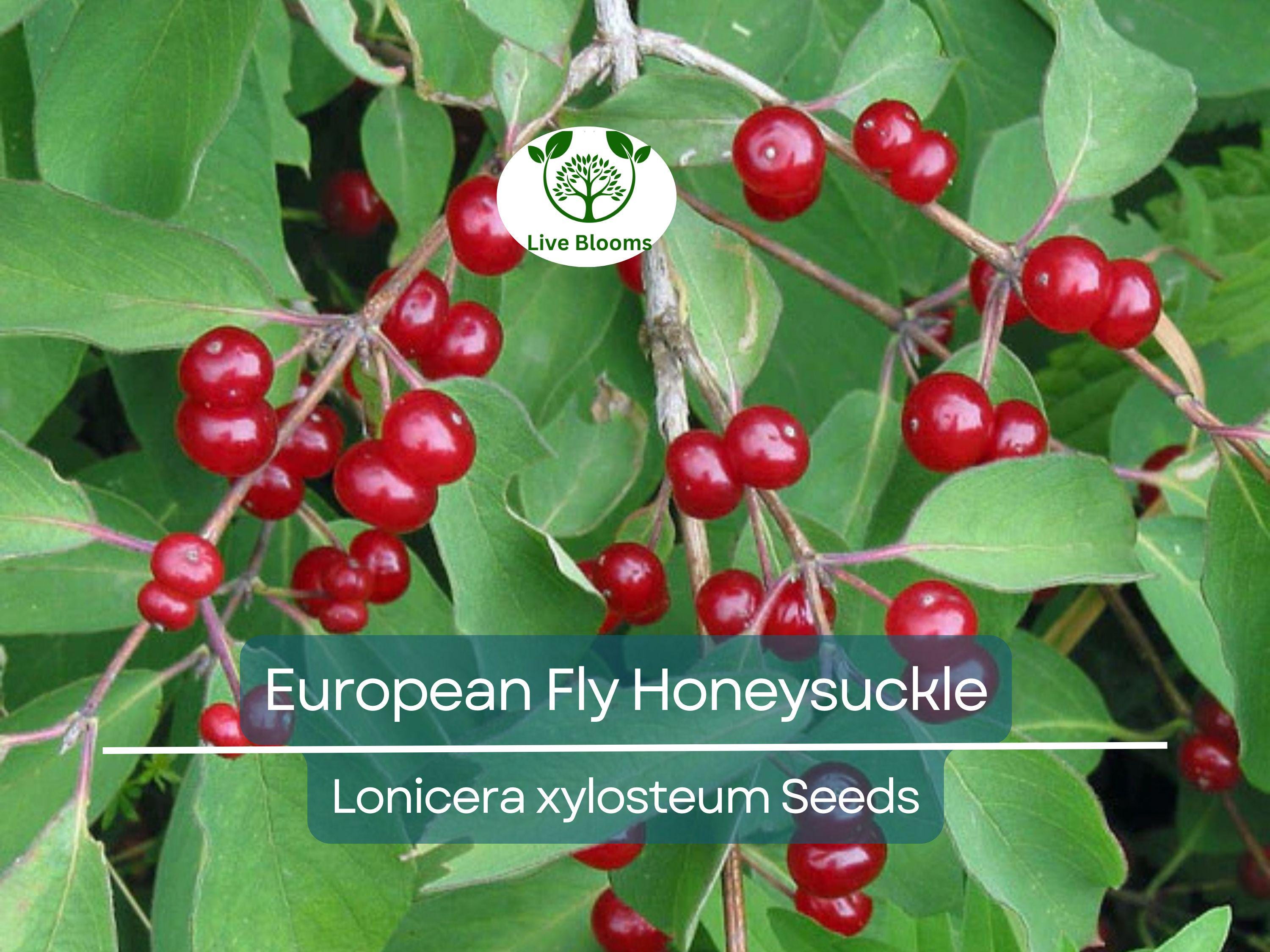 50 European Fly Honeysuckle Vine Seeds, Native Perennial White Honeysuckle Bush (Lonicera xylosteum), Hardy Vine for Garden & Landscaping