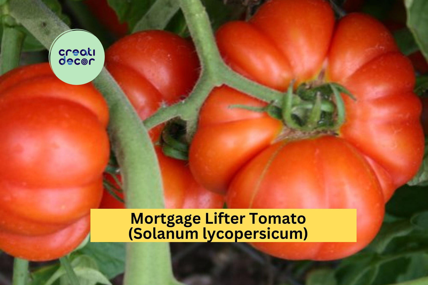 Mortgage Lifter Tomato Plants | Lot of 4 Live Heirloom Starters | 6–10 Inch Garden Plants