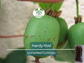 10 Hardy Kiwi Actinidia Arguta Geneva Organic Female Unrooted Cuttings – Non-GMO, Hardy Fruit Plant