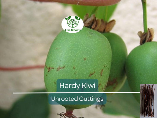 10 Hardy Kiwi Actinidia Arguta Geneva Organic Female Unrooted Cuttings – Non-GMO, Hardy Fruit Plant