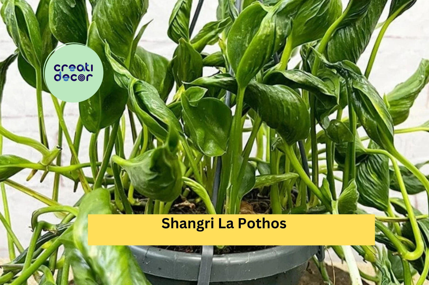 Shangri La Pothos – 3 Fresh Unrooted Cuttings Epipremnum, Rare Twisted Leaf Houseplant Starter for Indoor Pots or Hanging Baskets
