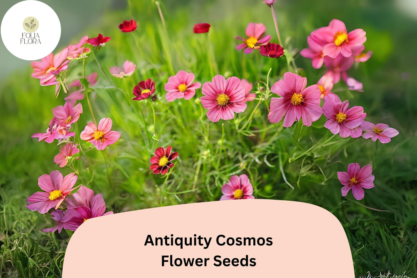 200+ Antiquity Cosmos Seeds | Rare Cosmos Bipinnatus Heirloom Flower Garden Planting