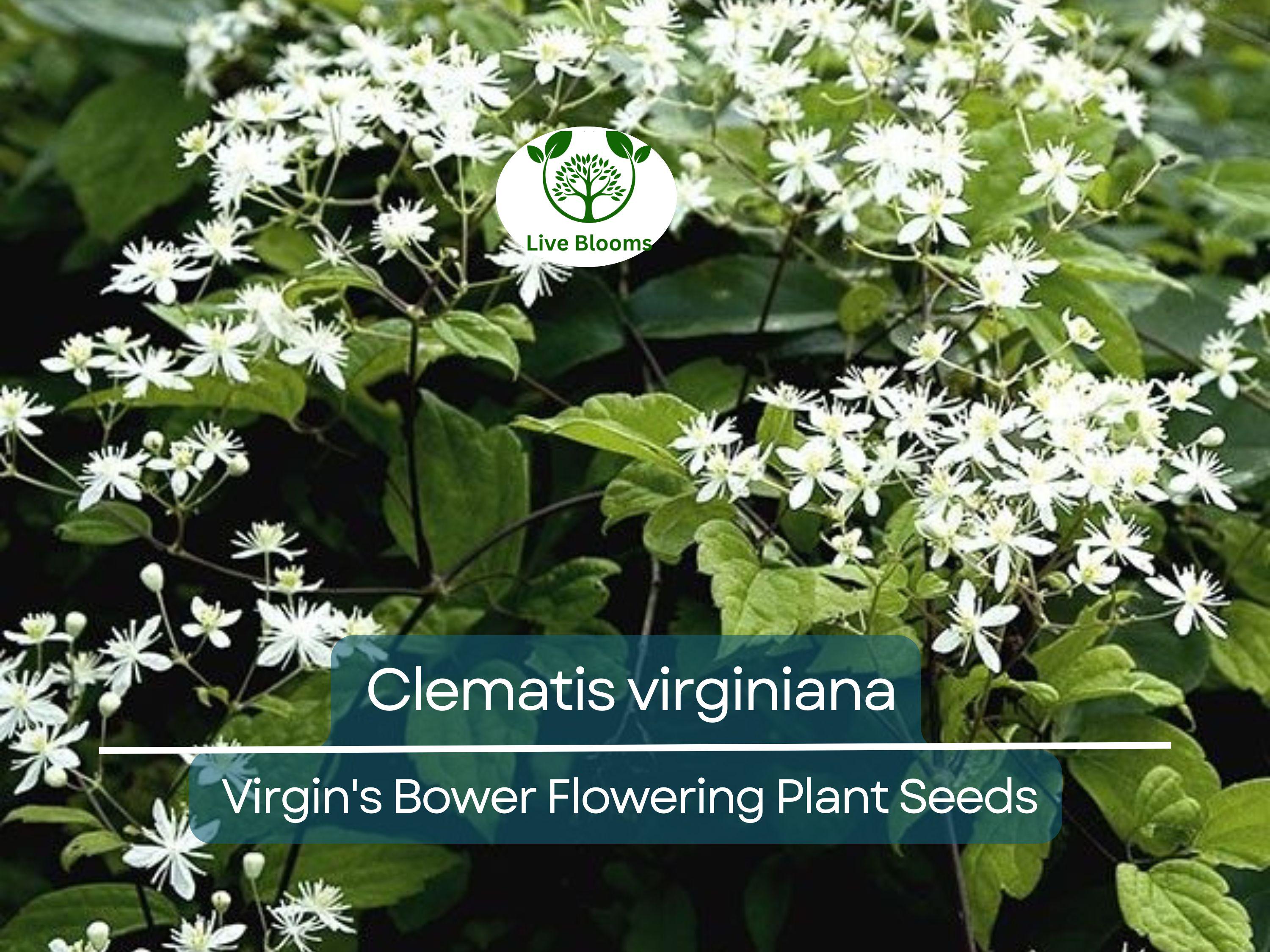 100 mg Seeds Clematis Virginiana – Virgin's Bower (Clematis virginiana) | Native Flowering Climber for Planting & Garden Beauty