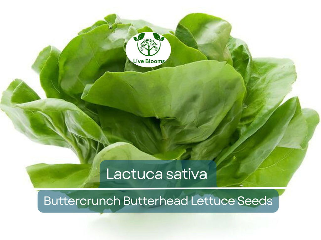 700 Seeds Buttercrunch Butterhead Lettuce – Lactuca sativa | Heirloom Lettuce Seeds for Planting, Gardening & Fresh, Tender Harvests