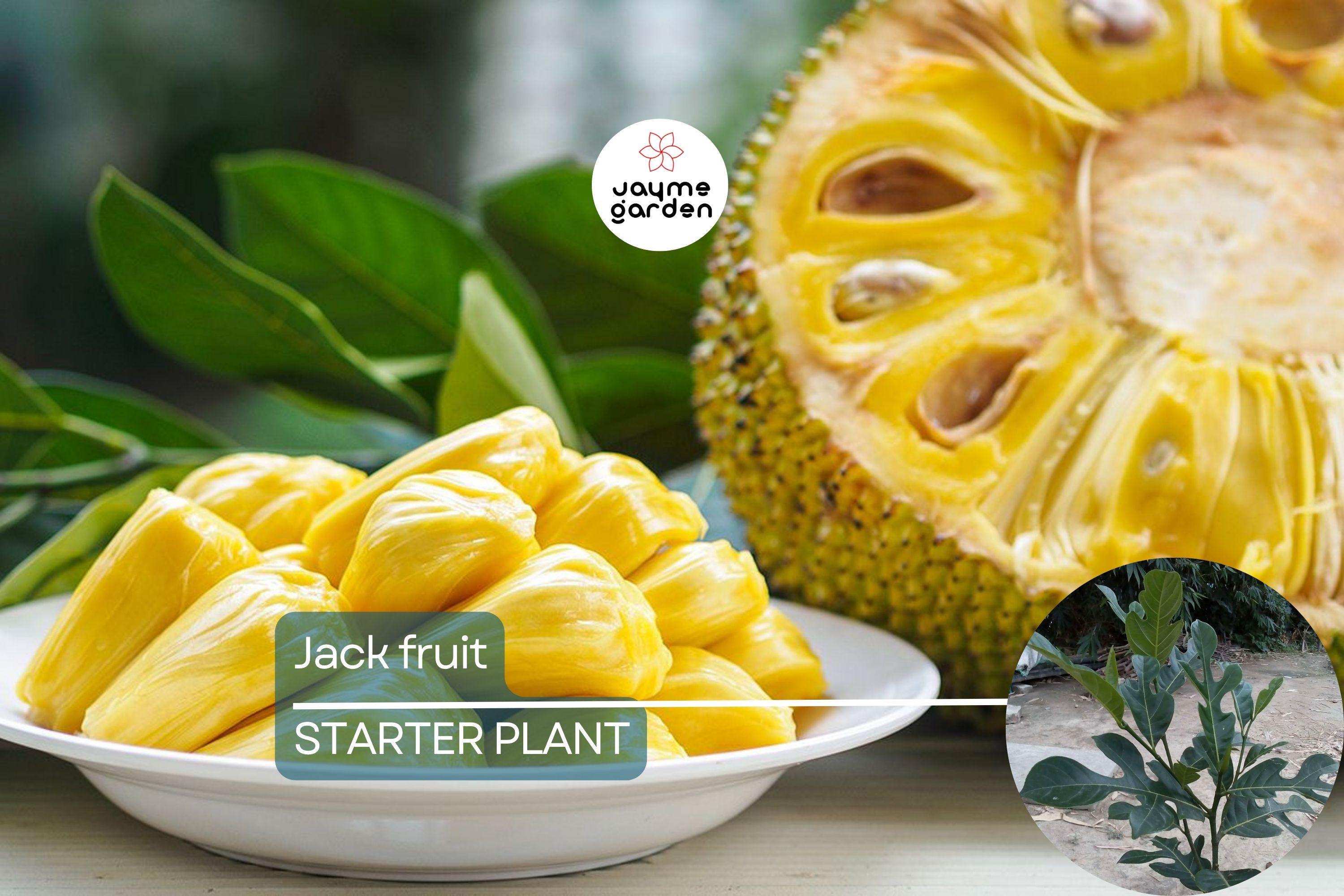 Jackfruit Tree 1′-2′ Live Starter Tropical Fruit Tree | Artocarpus heterophyllus | Nutritious, Versatile, Sustainable | Vegan-Friendly