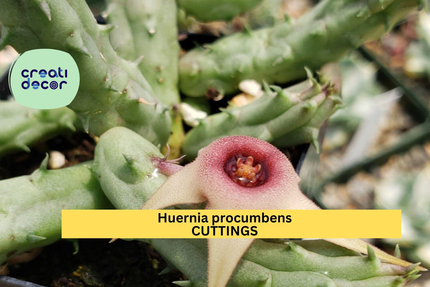 Huernia procumbens Cuttings (3) | Unrooted Succulent Starter | Stapeliad Plant | Unique Star-Shaped Blooms | Easy to Propagate