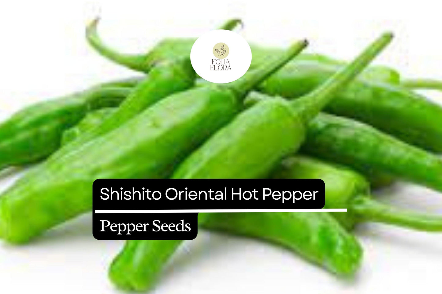 10 Seeds Shishito Pepper, Mild Japanese Pepper, Perfect for Grilling and Sautéing